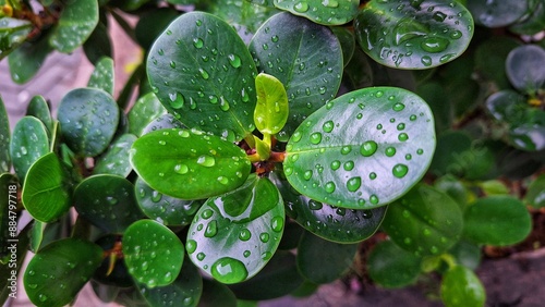Ficus annulata is one of the typical Indonesian plants belonging to the order Rosales. In Indonesia commonly known as beringin pencekik. Captured after rain with water drop with high angle.
