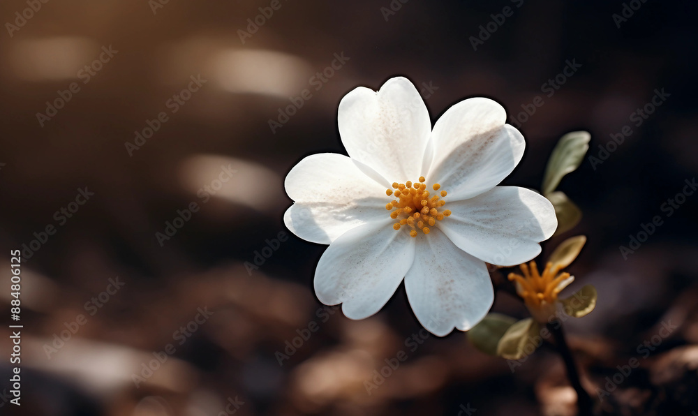 Obraz premium Close up little white flower in nature