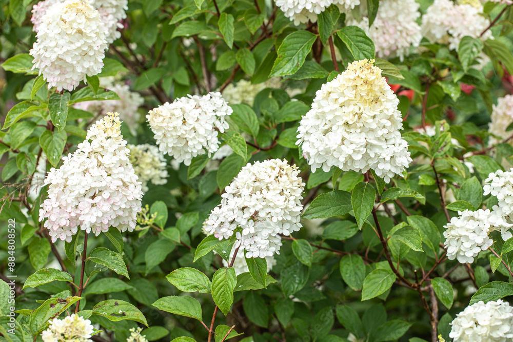 Hortensja bukietowa 'Biała Pełna' (Hydrangea paniculata) Hortensja bukietowa 'Biała Pełna' (Hydrangea paniculata)