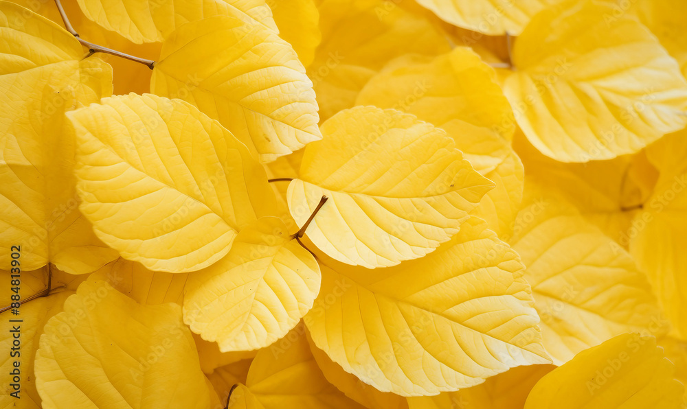 closeup nature view of yellow leaves background closeup nature view of yellow leaves background