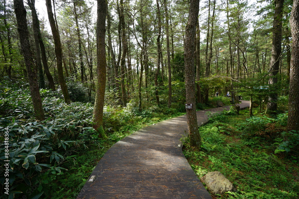 Obraz premium boardwalk through old pine forest