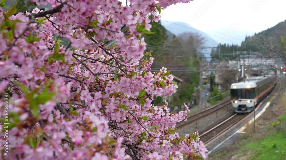 4k Slow motion video,Pink cherry blossoms bloom beautifully against a train leaving the station,Japan.