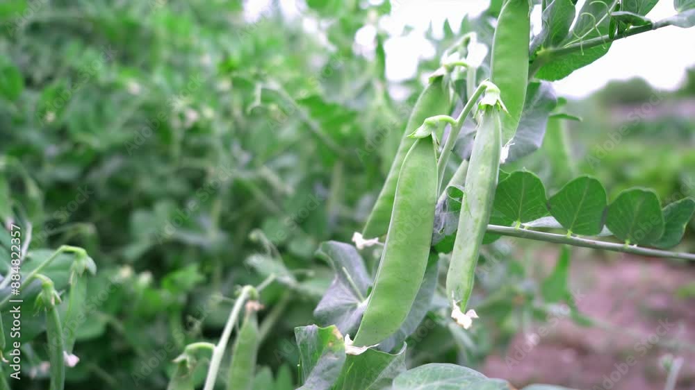 green pea pods on a pea plants in a garden. Growing peas outdoors green pea pods on a pea plants in a garden. Growing peas outdoors