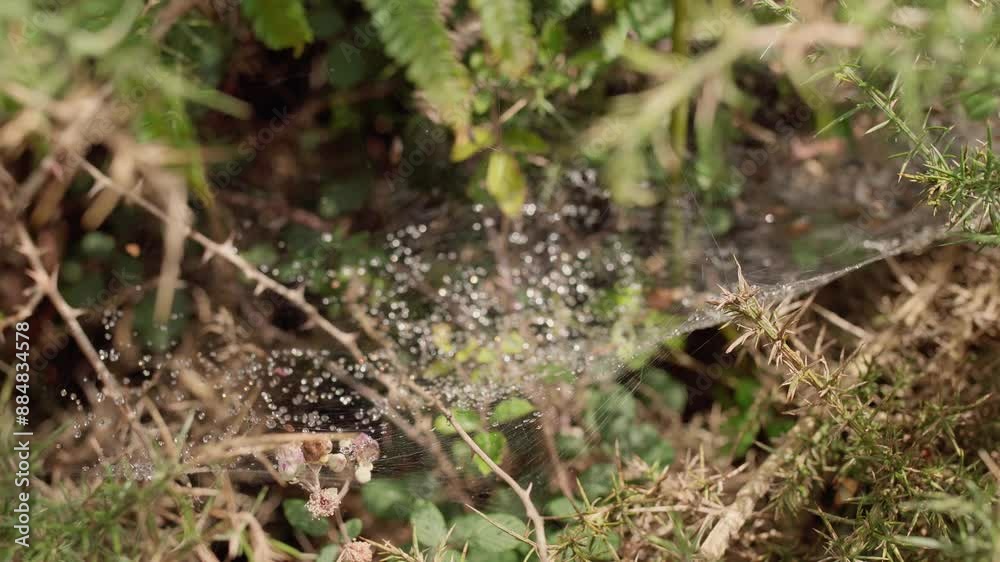 spider web with water drops in the forest spider web with water drops in the forest
