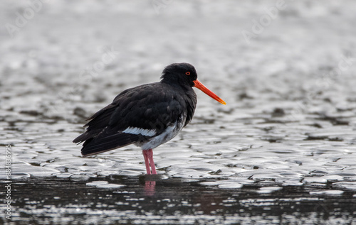 Oyster Catcher