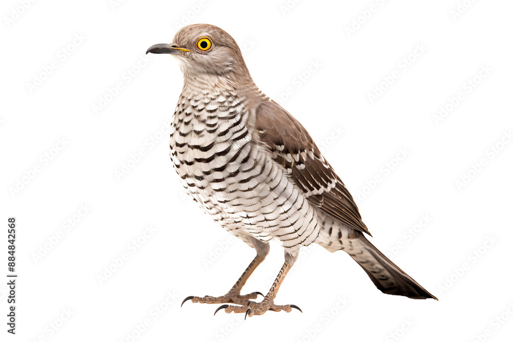 Close-up view of a vibrant cuckoo bird perched and isolated on a transparent background, showcasing detailed plumage and natural colors, ideal for ornithology projects and birdwatching guides Close-up view of a vibrant cuckoo bird perched and isolated on a transparent background, showcasing detailed plumage and natural colors, ideal for ornithology projects and birdwatching guides