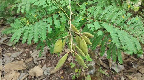 sappan tree with fruits photo