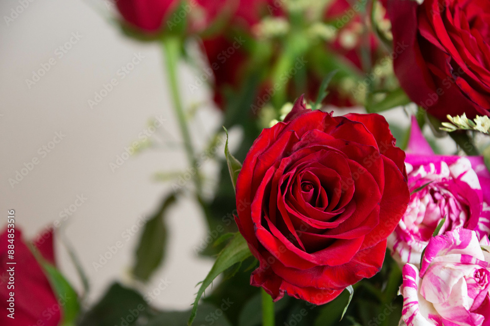Fototapeta premium 赤い薔薇