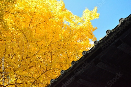 日本 鎌倉の紅葉 銀杏