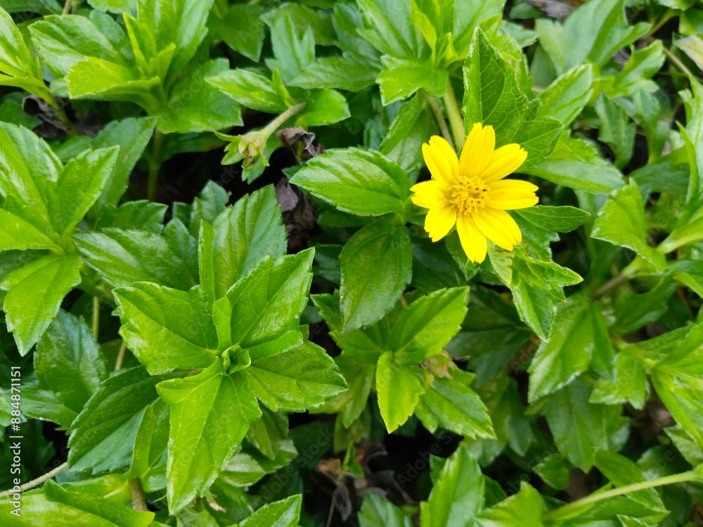 Wedelia flowers and leaves or called the Sphagneticola Trilobata plant. wild plants that live in tropical areas. Wedelia flowers and leaves or called the Sphagneticola Trilobata plant. wild plants that live in tropical areas.