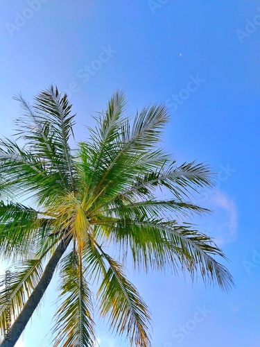 Coconut tree, picture taken from below facing the sky.