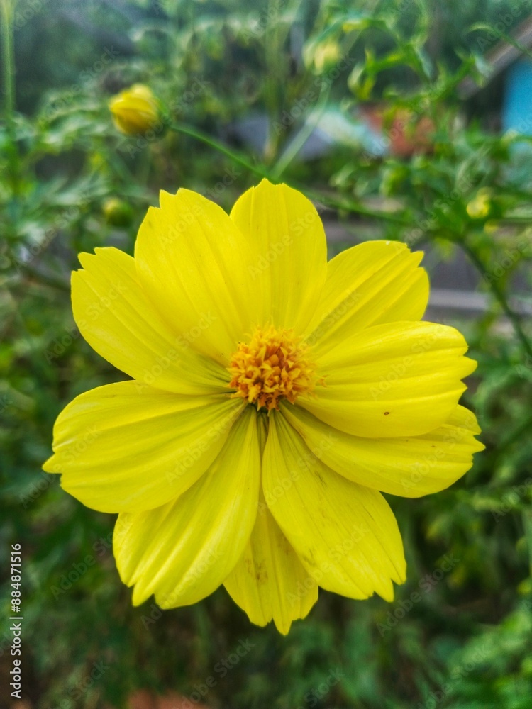 Cosmos sulphureus is a species of flowering plant in the sunflower family Asteraceae, also known as sulfur cosmos and yellow cosmos.  Beautiful Yellow flower. Bokeh Background.
