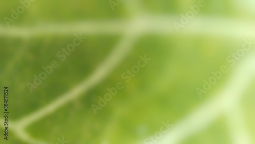 Natural green background defocused