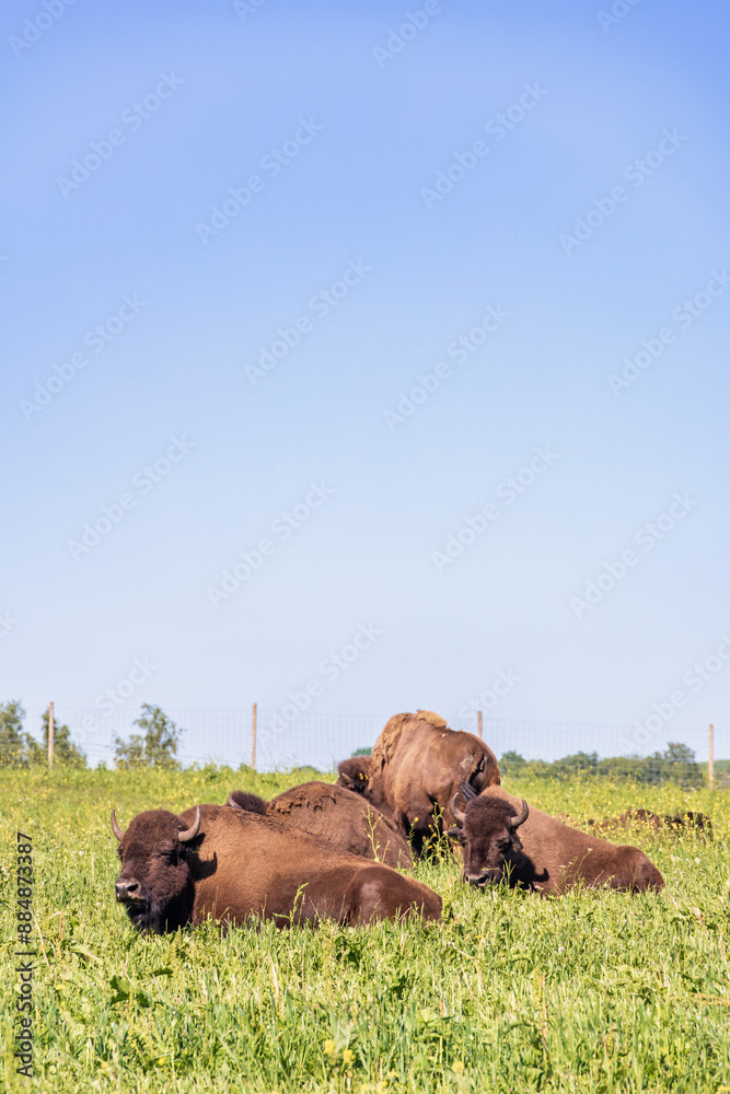 Obraz premium American Bison resting on a grass meadow