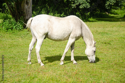 White horse grazing in a ranch with mountains in the background