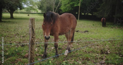 Beautiful slow motion shot of a beautiful brown horse with black hair approaching the camera inside a corral on the farm in a green field near Cantabria, Spain, during a cloudy afternoon. photo