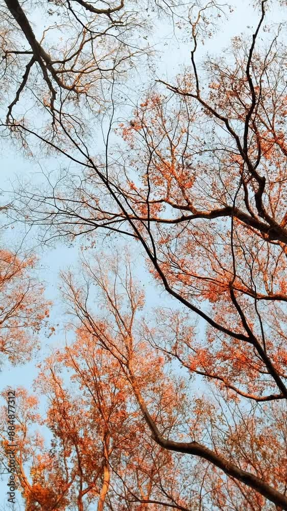 Autumn leaves blowing by the wind. Nature concept. Autumn leaves blowing by the wind. Nature concept.
