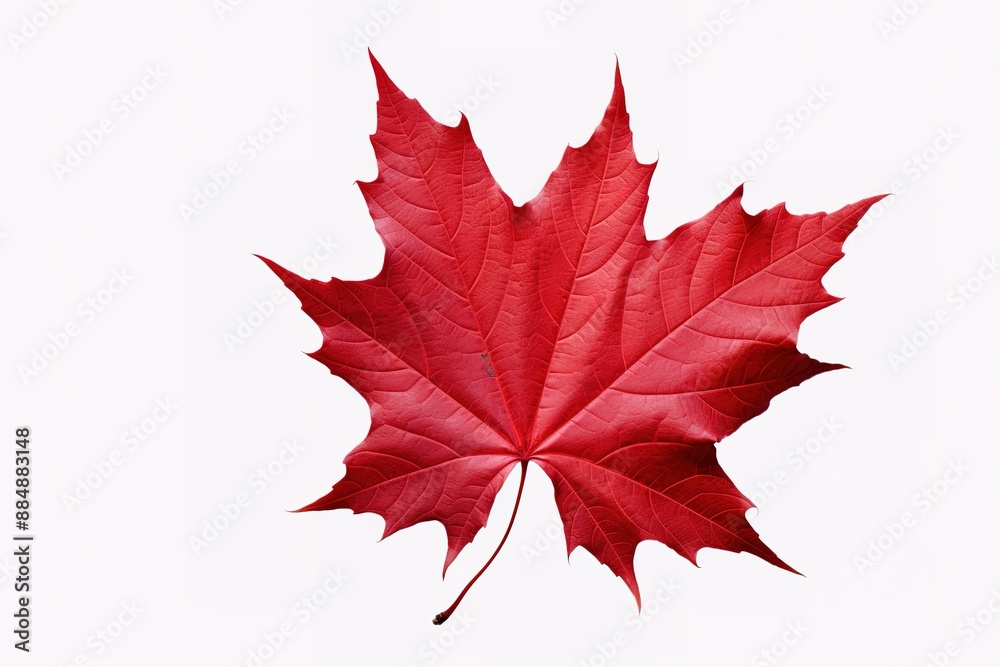 Autumn leaf. Autumn maple leaf isolated