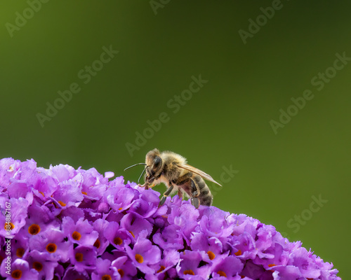 Westliche Honigbiene auf Nektarsuche photo