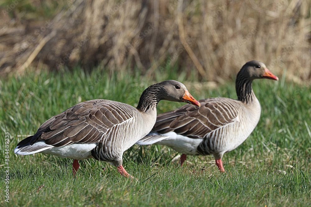 Kanadagänse auf ihrem Weg über eine Wiese Kanadagänse auf ihrem Weg über eine Wiese