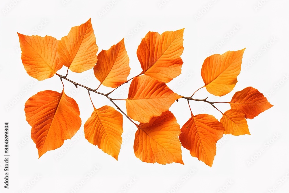 Autumn leaf. Autumn maple leaf isolated Autumn leaf. Autumn maple leaf isolated