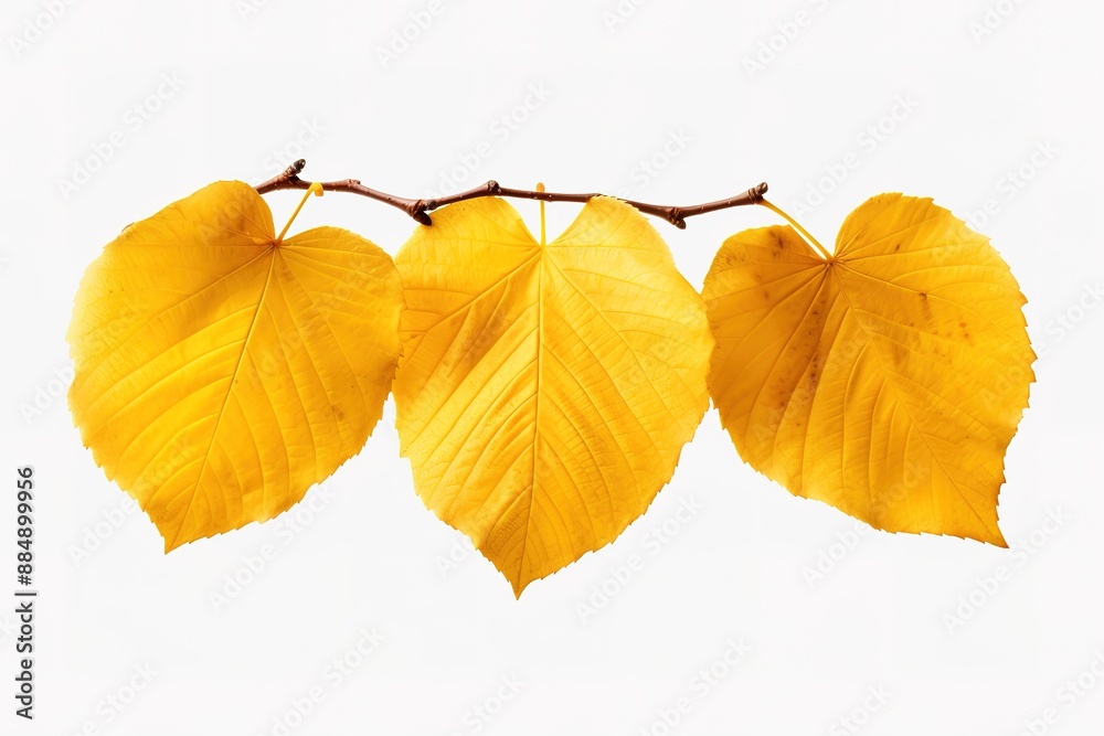 Autumn leaf. Autumn maple leaf isolated 