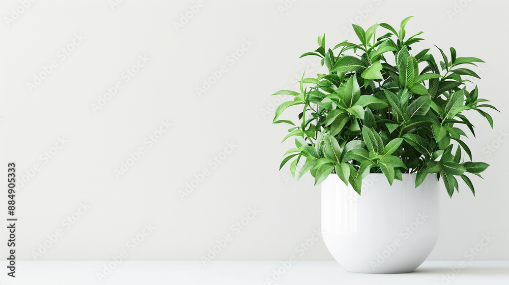 Green tea leaf collection isolated on white background. Green tea leaf collection, tea leaf isolated, green tea leaves, tea leaves collection, green tea isolated, tea leaf set, fresh tea leaves, Green tea leaf collection isolated on white background. Green tea leaf collection, tea leaf isolated, green tea leaves, tea leaves collection, green tea isolated, tea leaf set, fresh tea leaves,