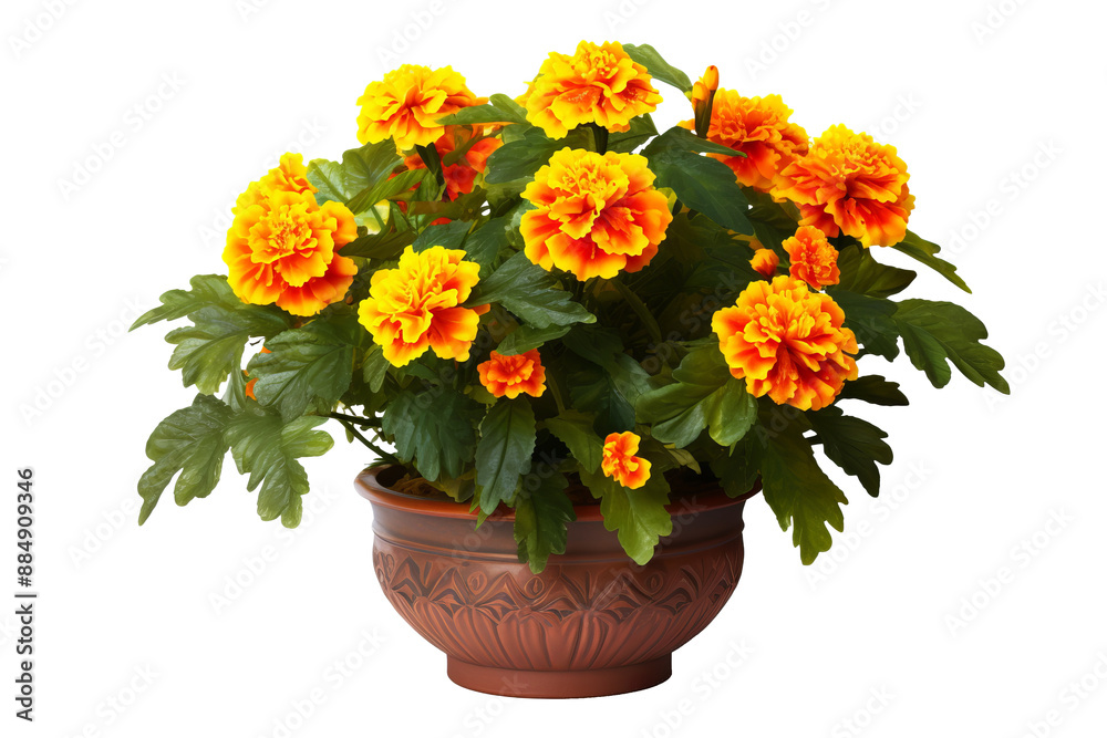 Obraz premium Bright marigold flowers in a decorative ceramic pot with detailed texture isolated on transparent background PNG ideal for floral design projects and botanical illustrations