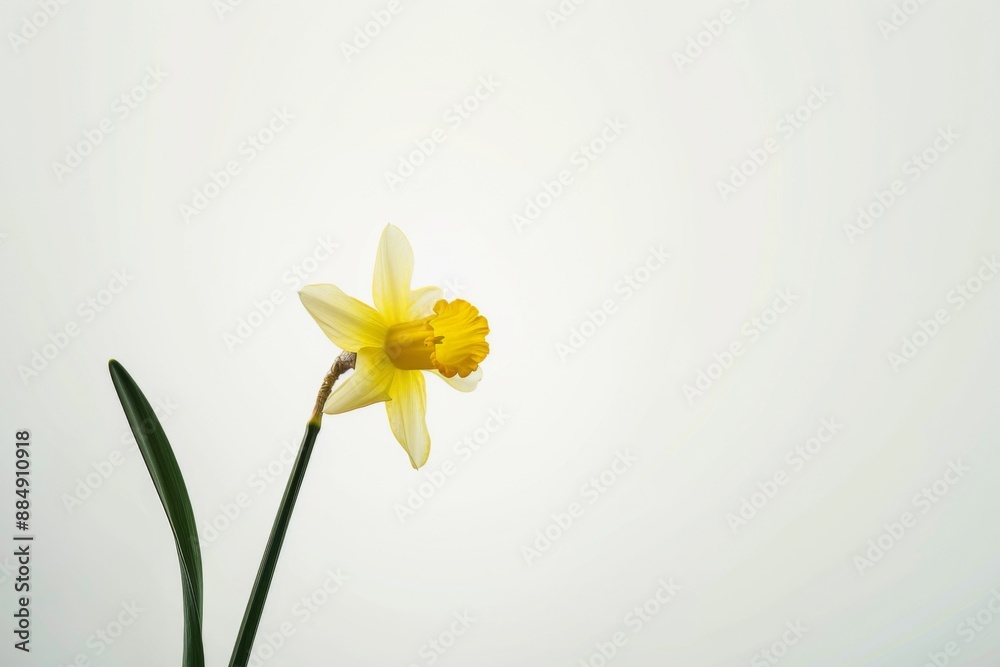 Fototapeta premium Bright daffodil blooming in minimalist style, captivating depiction of nature's beauty