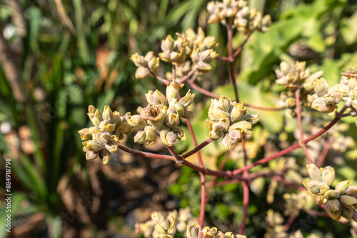 Kalanchoe beharensis flowers, blooming Elephant ear succulent shrub ornamental plant photo