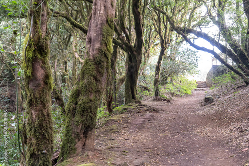 Laurel Park rural de Anaga, Tenerife lush greenery, walking paths, recreational area, local flora public park