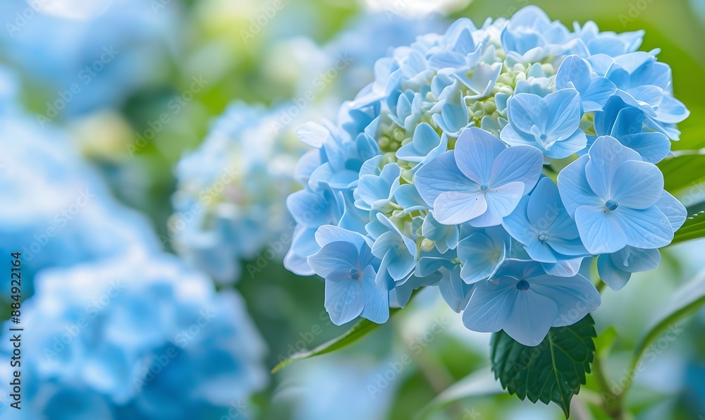 beautiful hydrangea in full bloom, Generative AI beautiful hydrangea in full bloom, Generative AI