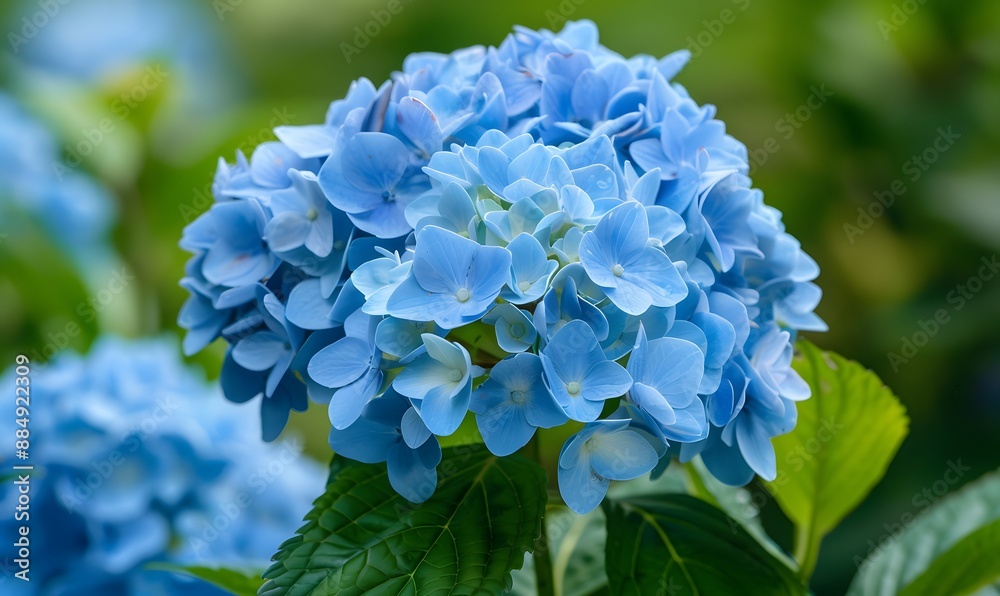 beautiful hydrangea in full bloom, Generative AI beautiful hydrangea in full bloom, Generative AI