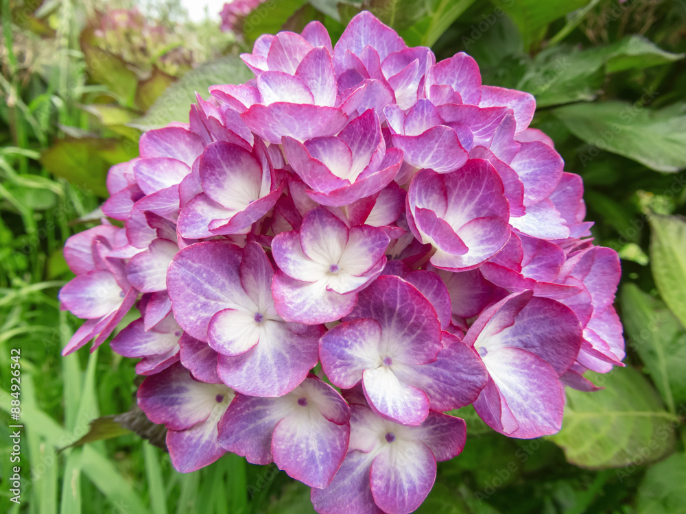French hydrangea white flowers with purple margins French hydrangea white flowers with purple margins