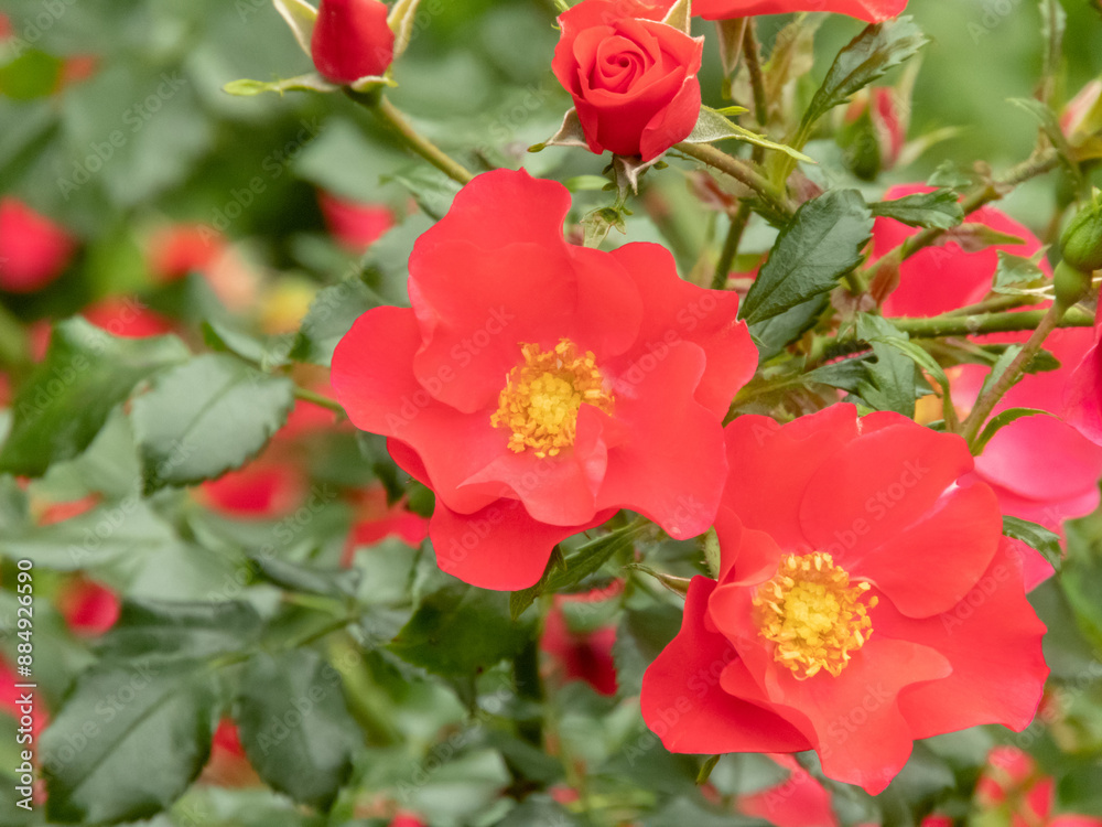 Coral red single rose flowers and bright green foliage Coral red single rose flowers and bright green foliage