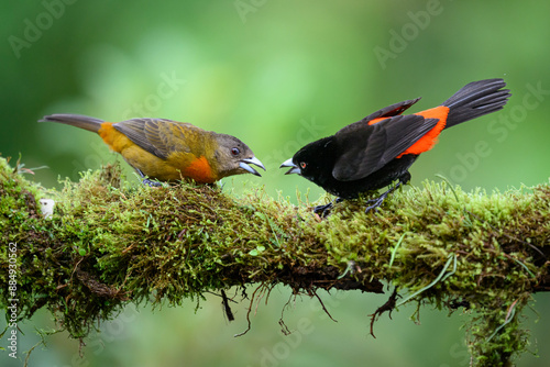 Scarlet-Rumped Tanagers displaying in Panama