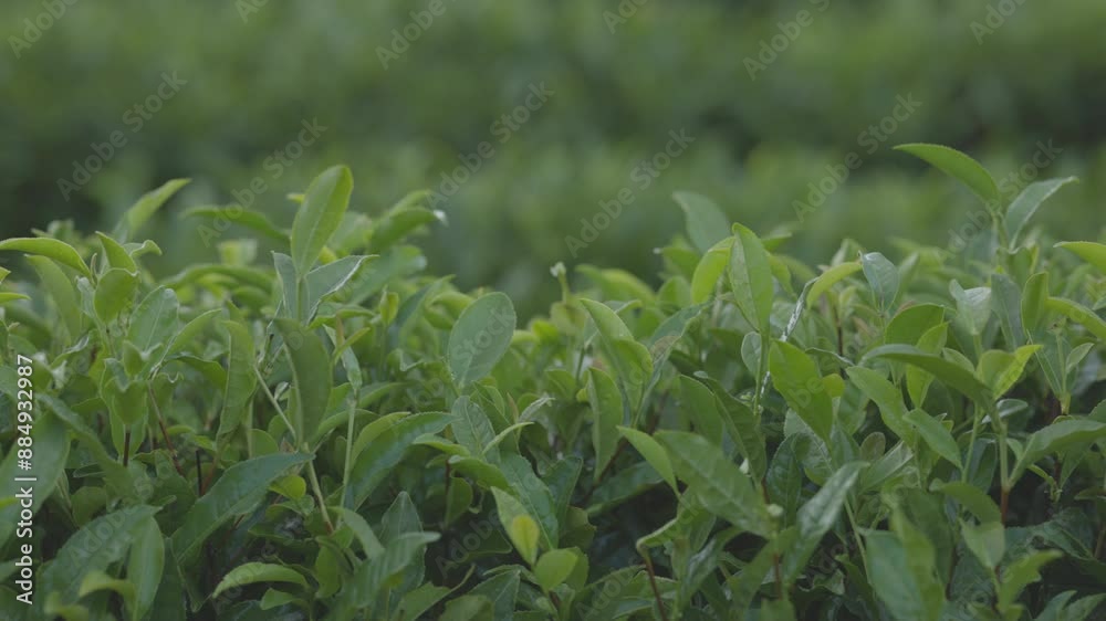 Tea leaves. Young green leaves on the tea bush close up. Tea bush on plantations in morning light. Raw tea production plantations in the mountains. Slow motion video ProRes 422 10bit ungraded C-LOG Tea leaves. Young green leaves on the tea bush close up. Tea bush on plantations in morning light. Raw tea production plantations in the mountains. Slow motion video ProRes 422 10bit ungraded C-LOG