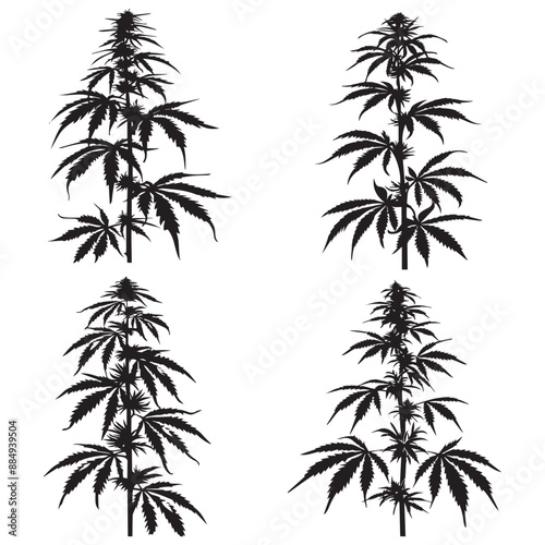 Creative Black Weed Vector Silhouette Art,
Modern Black Weed Vector Silhouette Illustration photo