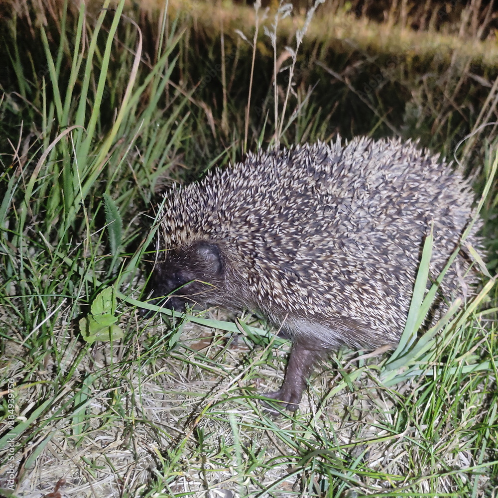 hedgehog in the grass at night