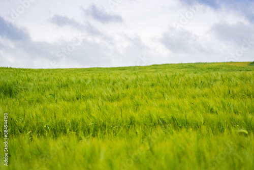 Calm peaceful background. Green wheat field, ears swaying in the wind