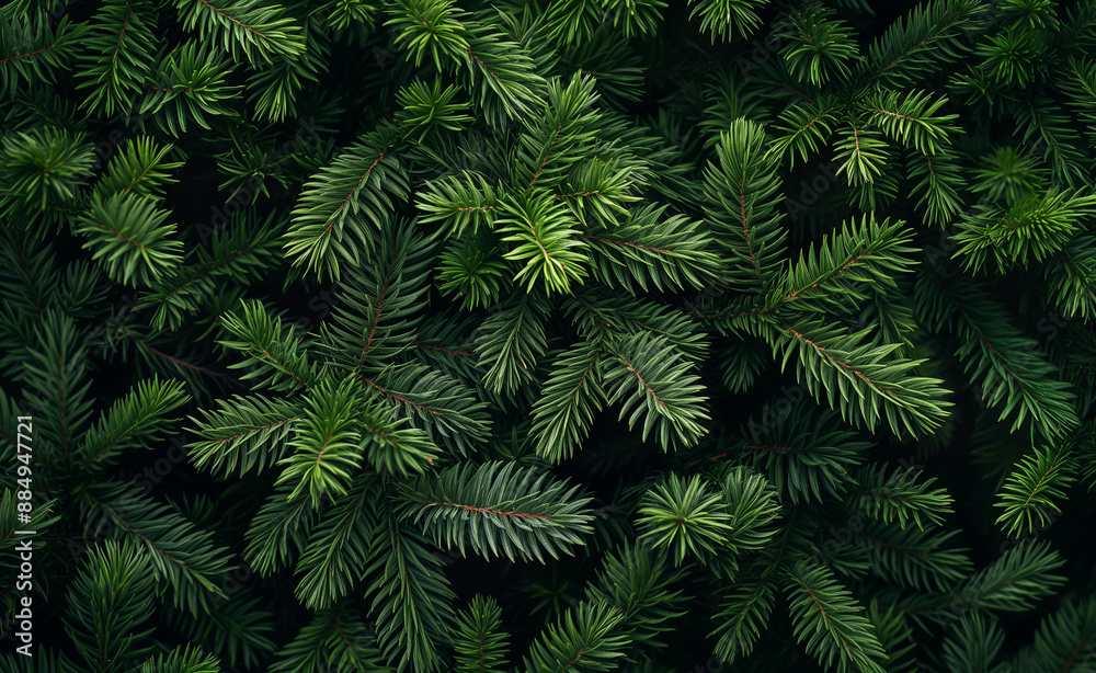 Close-up of green evergreen tree branches forming a dense pattern. Close-up of green evergreen tree branches forming a dense pattern.