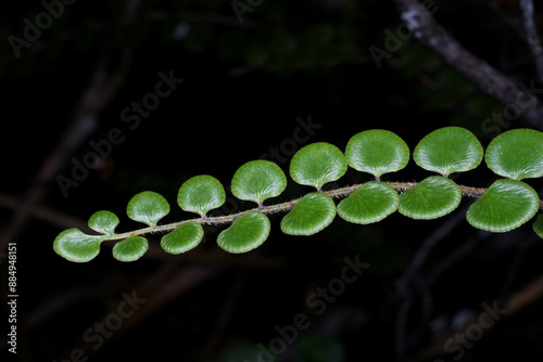 Leaf tip of Pterozonium spectabile, fern growing on Amuri Tepui in high altitude, Venezuela photo