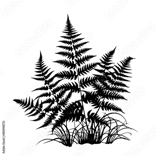 Black Fern Silhouettes in Natural Setting, Black silhouettes of ferns in natural settings, displaying the detailed and intricate patterns of fern leaves against a white background.

