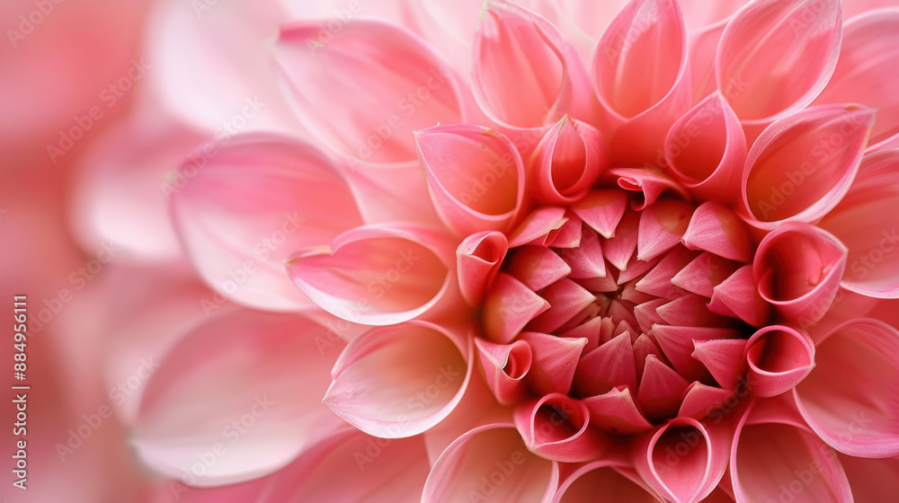 Fototapeta premium A close-up photograph of a pink flower, intricate petal details, vibrant and saturated colors, macro shot, petals showing delicate textures and gradients, blurred background to emphasize the flower