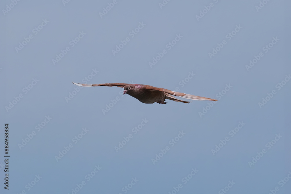 Obraz premium Rock pigeon
