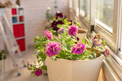 Blooming flowers of vibrant petunia in flowerpots on the balcony or terrace. Balcony flowers. Balcony garden. Flowering plants for balcony and terrace. Nature in your home space