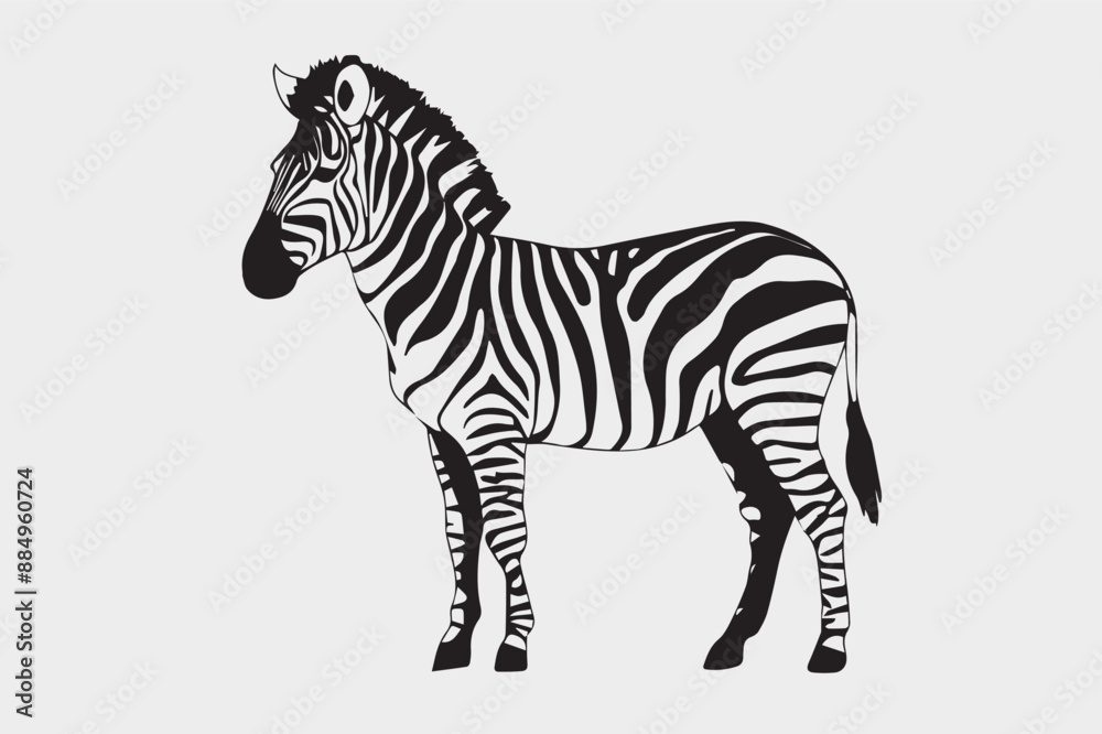 Fototapeta premium zebra isolated on white