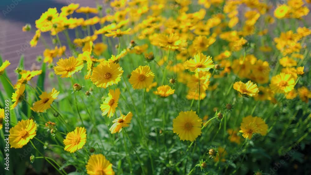 Top view of beautiful yellow daisies and green leaves. Flowers and leaves sway in the wind. The evening sun illuminates the flowers. Top view of beautiful yellow daisies and green leaves. Flowers and leaves sway in the wind. The evening sun illuminates the flowers.