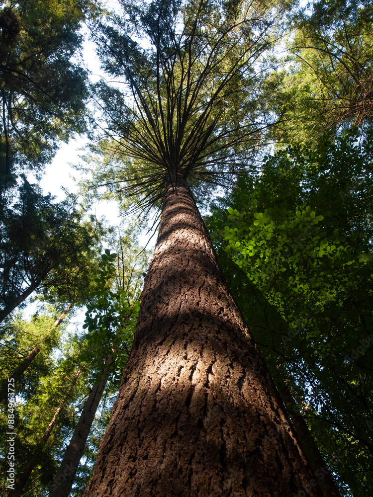 Fototapeta premium Italia, Toscana, Firenze, foresta di Vallombrosa, l'albero piu alto d'Italia, abete di Douglas di 62,45 metri.