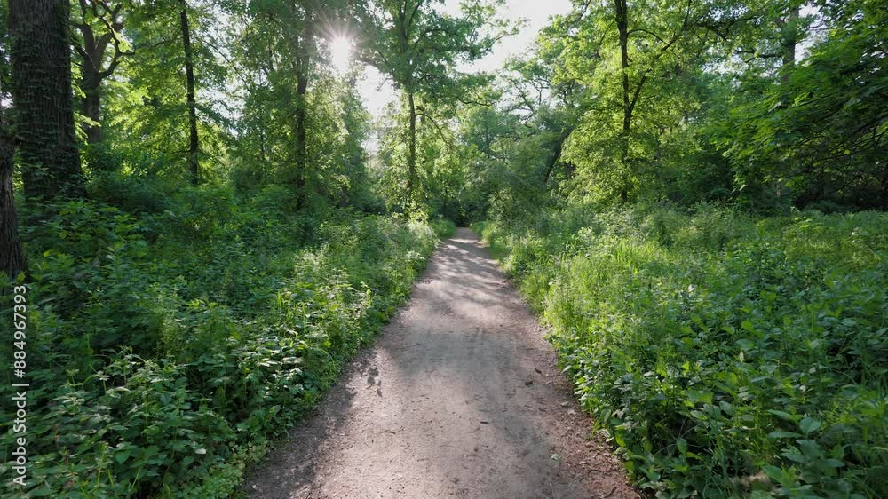 Walk in the summer forest. The rays of the sun break through the branches of trees. Green grass, trees in yellow, green, red leaves. Beautiful path in the forest. Walk in the summer forest. The rays of the sun break through the branches of trees. Green grass, trees in yellow, green, red leaves. Beautiful path in the forest.